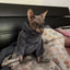 Fashionable Clothes For Cats Sphynx Cat Sweater Kitten Clothing Hound Dog Hoodie Clothes For Sphinx Cat Outfit Pet Jumpsuits