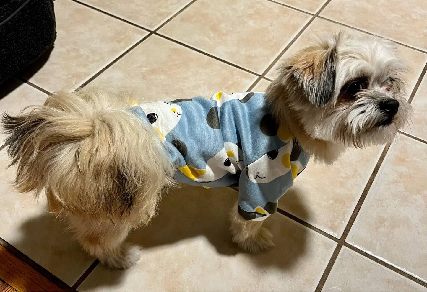 Xs Dog Clothes for Small Dogs Girl Puppy Clothing for Small Dogs Boy Cat Jacket Personalise Pet Shirts for Pug Chihuahua Bulldog