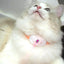 Laser Cat Collar LED Laser Cat Teasing Toy Cat Collar Toy Electric  Smart Laser Teasing Cat Interactive Toy Kitten Playing Toy