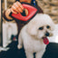Pet Hair Remover Dog Hair Removal Device Hair Ball Trimmer Manual Pellet Cut Machine Pet Cars Carpets Hair Removal Tool