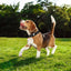 Dog Collar Waterproof Positioning Dog Collar Adjustable Pet Collar Reflective Dog Neck Wearing Puppy Kitten Nest For Pets