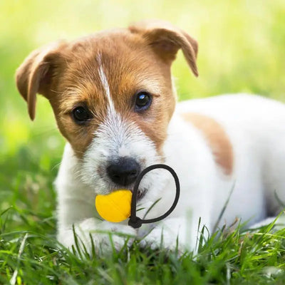 Dog Training Ball On Rope Pet Playing Balls Toys Outdoor Playing Keep Teeth Healthy And Boost Physical And Mental Health For Dog
