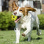 Dogs Bouncing Ball Toys Pet Interactive Cat Ball Toy Dog Chew Toys For Indoor And Outdoor Dogs Puppy Training