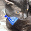 Small Dog Cat Bandana Collar Adjustable Puppy Dog Kitten Neckerchief PU Collar with Printed Triangular Scarf Pet Collar for Cat