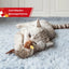 GiGwi Sound Bird Toy Cat Feather Toys Cat Feather Toys Interactive Cat Toy With Sounds Sound Toys Brown Bird, Hedgehog, Mouse