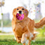 Dog Giggle Ball Teething Ball Toys Interactive Slow Feeder Balls Creative Dog Leaky Ball With Giggle Sound For Dogs Foraging