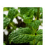 Pet Cat Mint Toy Edible Cat Mint Ball Cat Mint Cat Family Chase Game Toy Product Cleaning Teeth Cat Mint Ball