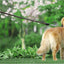 No Pull Leather Dog Leash Durable Cowhide Braided Dog Leash Buffer Spring Design for Training Walking Large and Medium Dogs Pets