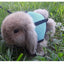 Mutil-Colors Breathable Stylish Vest Small Pet Carrier Bag Adjustable Soft Harness  And Elastic Leash Set For Rabbits