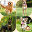 Stainless Steel 23mm Gold Dog Chain Collar Chew Proof Pet Chains Cuban Link Large Dog Collars