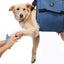 Dog Lift Harness For Large Dogs Adjustable Dog Support Harness Dog Carry Sling For Nail Trimming Dog Carrier For Senior Dogs