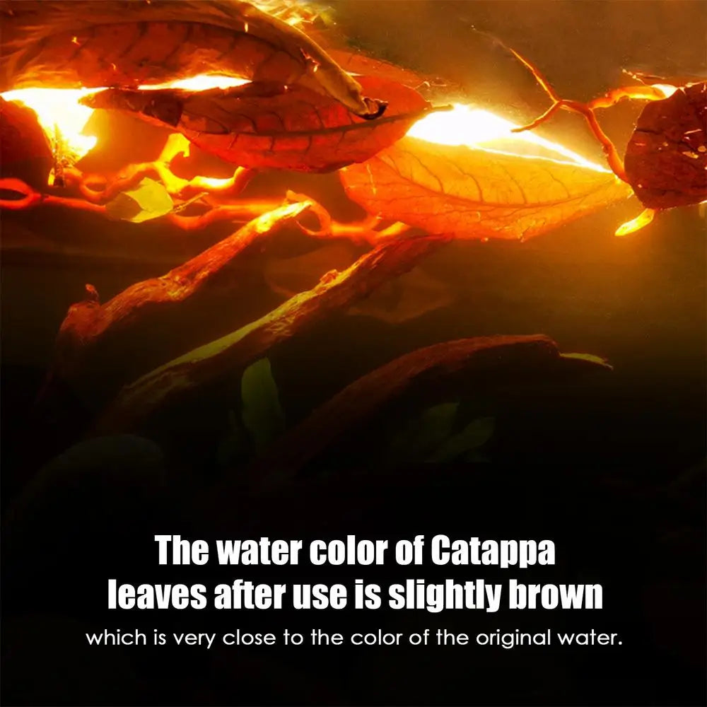 10 bag Catappa Leaves For Aquariums Aquatic Betta Shrimp Leaves Natural Water Conditioner Leave Habitat Producing Almond Leaves