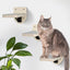 4 Pieces Wall Mounted Cat Climbing Shelves Set Wooden Platform Corner of Wall with Cat Small Jumping Platform Kitty Playing