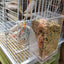 No Mess Bird Feeders Automatic Parrot Feeder Drinker Acrylic Seed Food Container Cage Accessories For Small And Medium Parakeets