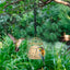 Hanging Bird Feeder Metal Hanging Bird Cage Bird Feeder Squirrel Proof Wild Bird Feeders For Outside Garden Patio Lawn Window