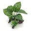 Beautiful Simulation Artificial  Aquarium Plastic Plants Decoration Aquatic Fish Tank Ornaments Water Grass Landscape Decor