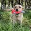 Dog Plush Toy 27 Cm Plush-filled Champagne Bottle Squeaking And Sounding Pet Dog Toy Products Fleece Squeak Toys