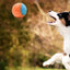 Dogs Interactive Toys Interactive Dog Ball Squeaky Balls Toys Pet Grinding Teeth Toy for Dog Pet Teeth Cleaning Pet Supplies