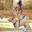 Pet Dog Harness Reflective Adjustable Breathable Vest Chest Strap for Small Medium Big Dogs Cats Collar Harness Dog Accessoires