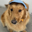Outdoors Denim Pet Cat Hat Sunscreen UV Protection Summer Chihuahua Small York Dog Accessories Cute Animal Adjustable Head Wear