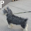Superior Thin Nylon Slip Lead Dog Leash 5mm*120cm No Pull Pet Slip Leash for Puppy Training Adjustable Slip Collar for Small Dog