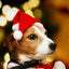 Dog Hats Christmas Santa Hat Small Dog Cat Christmas Hat Soft Small Animals Santa Claus Hat For Kitten Puppy Dogs Cats