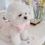 Cute Bow Dog Vest 2024 Dog Clothes Puppy Pullover Summer Pet Clothes Breathable Two-Legged Clothes Solid Color Cat Pet Products