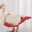 Adjustable Nappy Clothes Pet Supplies Physiological Pant Bowknot Chicken Diaper Clothes with Elastic Band Chicken Duck Diapers