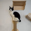 Cat Climbing Shelves Wall Mounted Cat Bridge Scratching Post with Platform and Cat Platform Hammock Pet Scraper For Cat