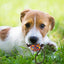 Dog Training Ball On Rope Pet Playing Balls Toys Outdoor Playing Keep Teeth Healthy And Boost Physical And Mental Health For Dog