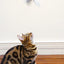Cat Teaser Stick With Bell, Feather, Long Rod Suction Cup