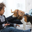 Funny Horn Headgear Pet Hat Headwear Wig Pet Dog Cat Halloween Clothes Pet Dog Accessories For Large Dogs Pet Supplies