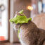 Luxury Design Pet Hat for Small Dogs Knitting Animal Shaped Cosplay Puppy Head Wear Caps New Year Warm Lace Up Cat Accessories