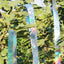 2 Rolls Bird Scare Type Ribbon, Deterrent Visual Audible Reflective Tape to Keep Away Birds, Double Sided Flash Tape