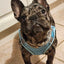 Pet dog Harness Leash Set for Small Dogs Adjustable Puppy Harness Vest French Bulldog Chihuahua dog harness and leash set  puppy