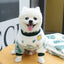 Funny Monkey Print Winter Dog Clothes French Bulldog Flannel Winter Dog Hoodies Medium Puppy Clothing for Cat Christmas Costume