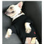Pet Clothes  Dog Clothes Parent-child Wear Spring and Autumn Korean Version Printing Pure Cotton Two Colors Seven Sizes