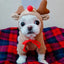 Funny Pet Dog Cat Halloween Costume Dog Costumes for Small Dogs Cosplay Elk Transformed Winter Warm Dog Clothes