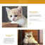 Cross-border cat teasing stick replacement head rainbow caterpillar wood teana stick cat toy funny cat bell hair ball replace...