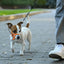 Mouth Leashes for Dogs Padded Adjustable Dog Head Harness Leader Leashes for Dog over Mouth Training Leashes Dog Head Collar
