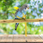 Pet Parrot Harness Adjustable Elastic Nylon Traction Rope Parrot Bird Flying Training Harness Leash Set for Small Medium Parrot