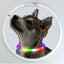 4 Modes Dog Luminou Charge Collar Led Usb Cat Silicone Colorful Collar Detachable Night Glow Pet Loss Prevention Dog Accessories