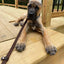 Pet Dog Flat Slip Lead British Style Durable Real Leather Dog Leash Smooth Adjustable Dog Slip Loop Lead for Walking & Showing