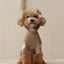 Autumn Winter Fashion Dog Vest Dog Warm Clothes Thin Dog Hoodies  Pet Coat Chihuahua Bichon Small Dog Costume Fleece Dog Pajamas