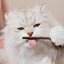 Cat Toys Catnip Chew Toys Funny Cigarette Design Cat Molar Toothpaste Stick Natural Actinidia Silvervine Pet Cat Cleaning Teeth