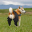 Dog Hip Brace Adjustable Pet Dog Legs Protector Supporter Knee Brace Rear Leg Support Joint Wrap for Pets Legs Recover Supplies