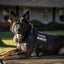 Tactical Dog Harness Leash Collar Molle Pouches for Medium Large Dogs Training Military Pet Vest Adjustable Service Dog Harness