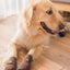 Premium Anti-Slip Dog Socks 4pcs Indoor Dog Socks Prevents Licking Slipping Great for Dog Paw Protection for Medium Large Dogs