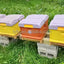 BAQIAN Hot Sale Plastic Bee Hives for Sale 1 Layer 10 Frame Polystyrene Bee Hive Plastic