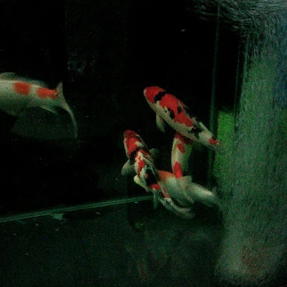 5m Aquarium Aeration Tube Oxygen Pump Hose Nanometer Pipe Aquaculture Fish Lake Fish Pond Increase Oxygen Diffuser Pipe acuario